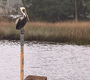Photo of pelican