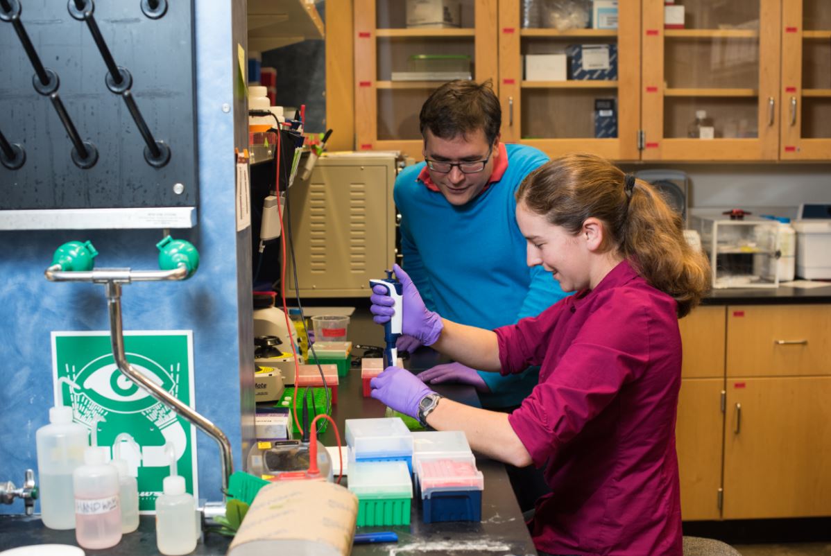 El profesor Asociado de la UW, Luis Henrique Ceze, en azul, y la investigadora Lee Organick preparan ADN que contiene datos digitales para la secuenciación, lo que les permite "leer" y recuperar los archivos originales. Foto por Tara Brown / Universidad de Washington