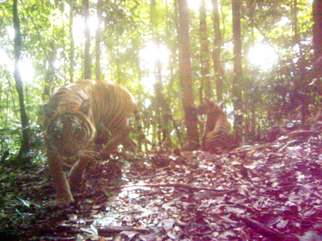 A remote research camera snaps a photo of critically endangered Malayan tigers in the forest where Woodland Park Zoo's conservation project is based. Photo: DWNP-Rimba