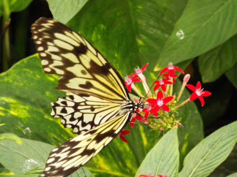 Photo of a butterfly on a red flower by MVP Karen McCall, a photographer with a visual disability.