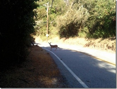 Leader deer crossing road