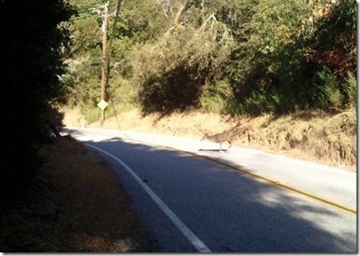 Final deer crossing road