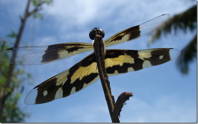 Butterfly 4 (Kerala) by GautamG