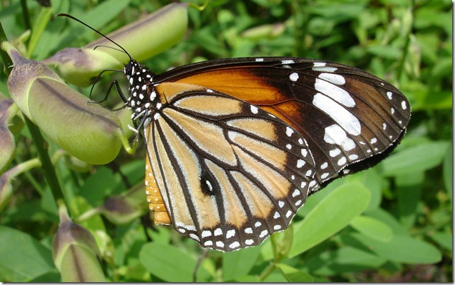 Butterfly 1 (Kerala) by GautamG