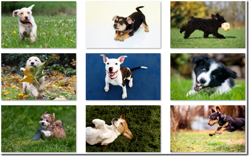 playful puppies theme for Windows