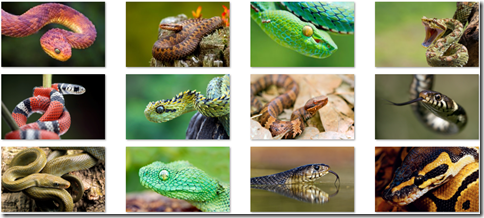 snakes theme for Windows