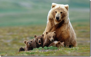Grizzly bear sow with four cubs near Moraine Creek, Katmai National Park, Alaska