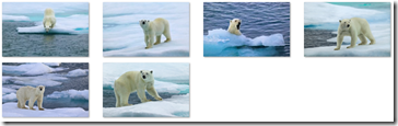 Polar Bears Theme for Windows