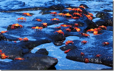 Red rock crabs (Grapsus grapsus), Galapagos Islands, Ecuador