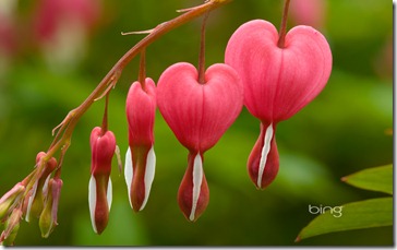 Dicentra, England. Bleeding heart, Dutchman's trousers (Dicentra spectabilisis a popular and striking flowering shrub and perennial.