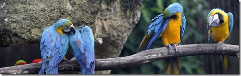 Blue-and-Yellow Macaws (Ara ararauna), Singapore