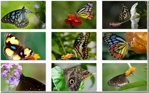 Butterflies of Nagpur theme