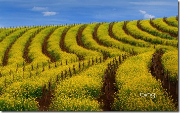 Mustard rows during springtime in a vineyard of the Carneros wine region, California