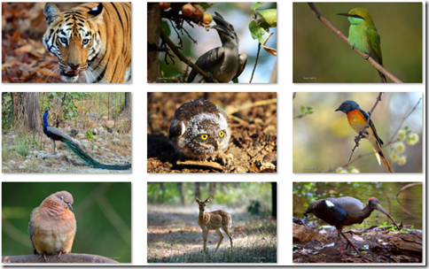 India Wildlife theme images