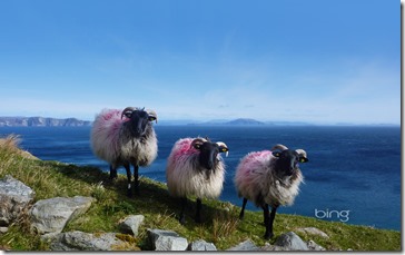 Sheep on Achill Island, County Mayo, Ireland