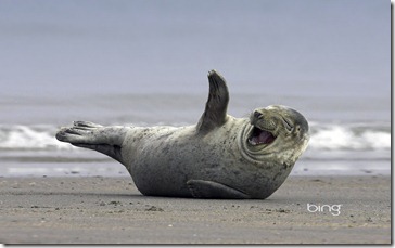 Laughing Seal in bing dynamic theme for Windows 7