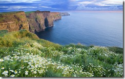 The Cliffs Of Moher in summer, with daisies growing on the cliff top. County Clare, Ireland