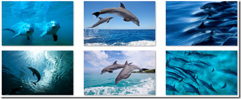 Dolphins theme