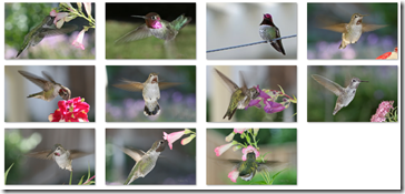 Hummingbirds theme by Desiree Skatvold 