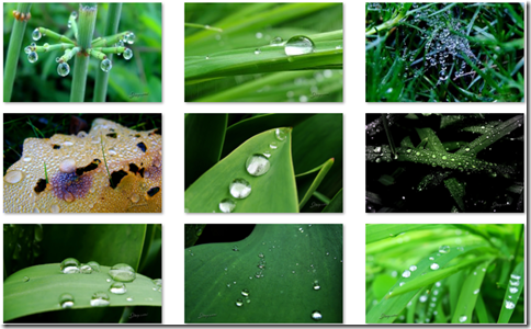 Raindrops and Dew theme