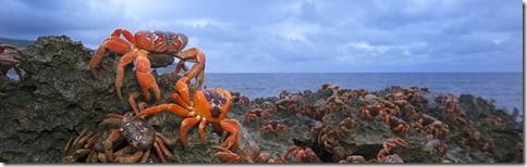 Christmas Island Red Crab (Gecarcoidea natalis) mass at rocky shore line, Christmas Island, Australia