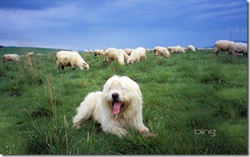 Sheepdog guards a flock of sheep in the Tatra Mountains, Poland