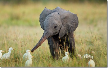 Juvenile African elephant with cattle egrets