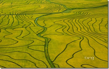 Aerial view of maturing rice fields, Uruguay