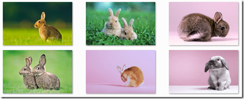 click to download rabbit photos windoes 7 theme