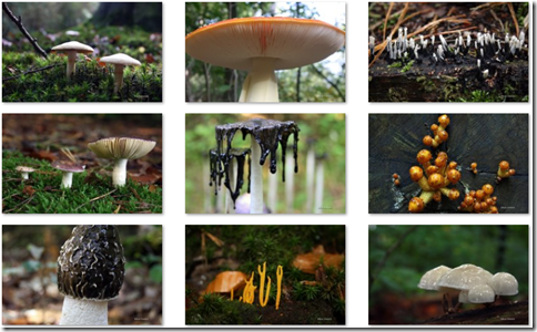 Mushroom theme