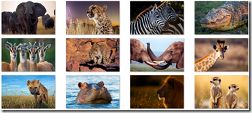 African Wildlife theme