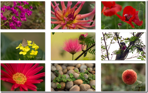 Garden Glimpses 3 by Rangan Das theme for Windows