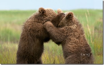 Two brown grizzly bears cubs, Alaska