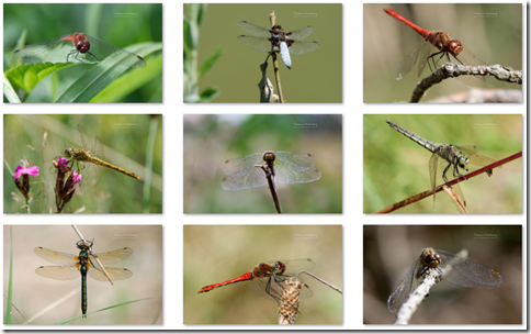 Dragonflies theme