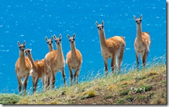 A herd of guanacos, Lama guanicoe, in front of Lago Sarmiento in southern Patagonia, Torres del Paine National Park, Chile