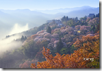 Bings Best Japan Themepack