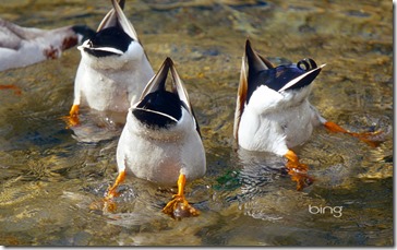Three dabbling ducks with their heads in the water, Saxony, Germany