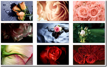 roses theme for Windows 7