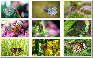 butterflies theme