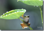 Frosch Wallpaper von Bing
