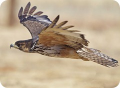 9998 African Hawk EaglePE
