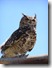 Cape Eagle Owl P2180074
