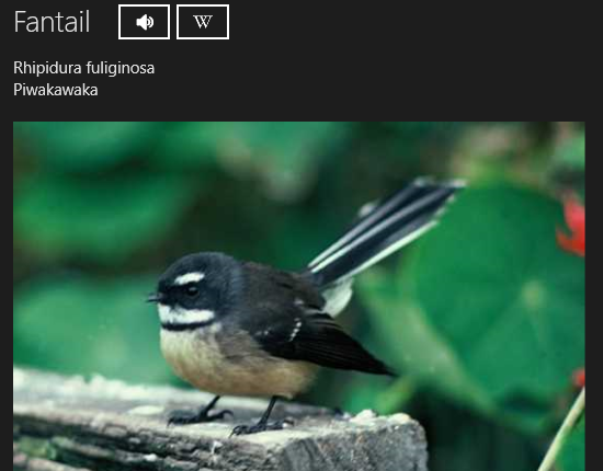 Screenshot of NZ Bird Finder Windows Store app