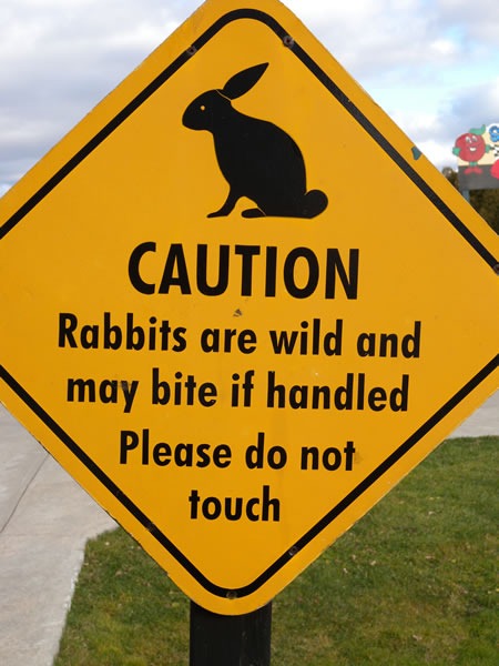 03 rabbits are wild