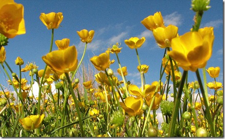 Picture of some buttercups in Christchurch - cc by Somerslea 