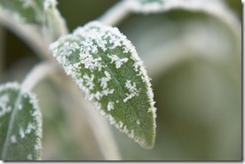 Frost on a sage leaf (click for bigger)