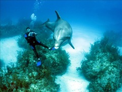 I wish I could swim, like dolphins...