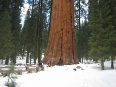 General Sherman (nejtlustší sequoia na světě) - to malé sedící je kolega MVPk